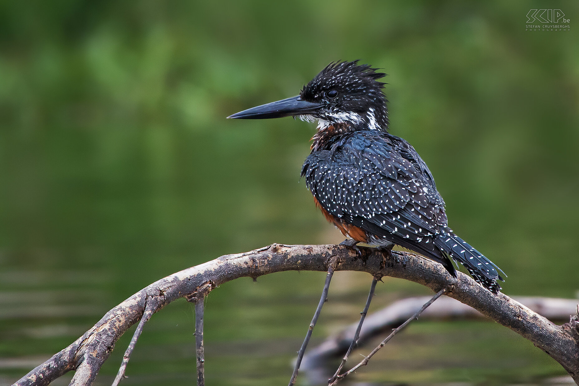 Lake Naivasha - Afrikaanse reuze ijsvogel De Afrikaanse reuzenijsvogel (Giant kingfisher, Megaceryle maxima) is de grootste ijsvogel in Afrika. <br />
<br />
Hierna vertrokken we naar de luchthaven in Nairobi. Stefan Cruysberghs